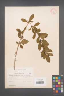 Berberis vulgaris [KOR 7582]