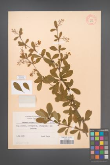 Berberis vulgaris [KOR 8142]