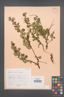 Betula exilis [KOR 24449]