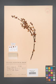 Betula nana [KOR 1883]