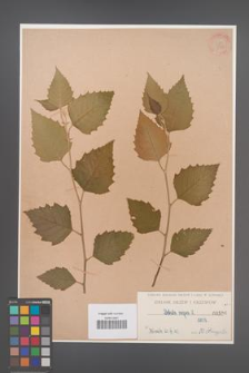 Betula nigra [KOR 596]
