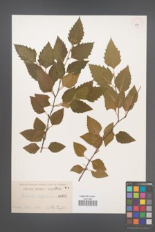 Betula nigra [KOR 595]