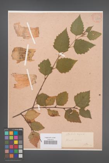 Betula nigra [KOR 33841a]