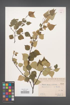 Betula obscura [KOR 54268]