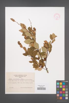 Betula ovalifolia [KOR 44089]