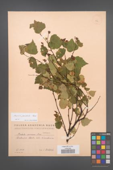 Betula pendula [KOR 1891]