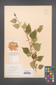 Betula pendula [KOR 12248]