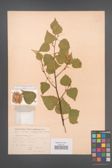 Betula platyphylla [KOR 12209]