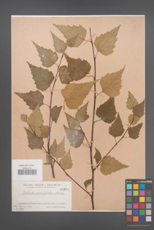 Betula populifolia [KOR 576]