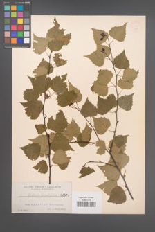 Betula populifolia [KOR 577]