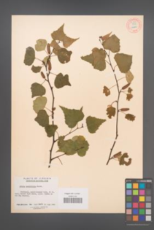 Betula populifolia [KOR 54287]