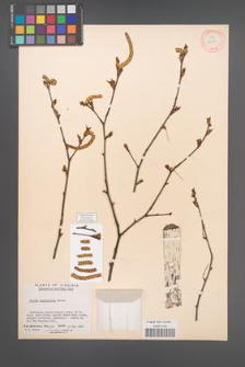 Betula populifolia [KOR 12212]