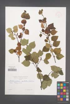 Betula pubescens [KOR 48820]