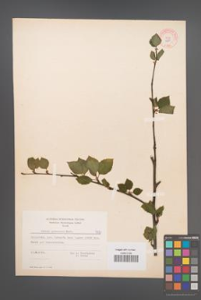 Betula pubescens [KOR 1581]