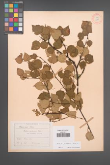 Betula pubescens [KOR 12215]