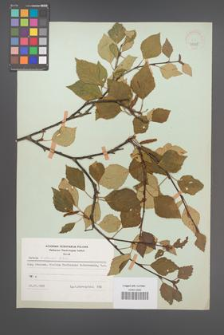 Betula pubescens [KOR 48065]
