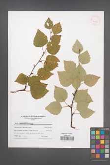Betula pubescens [KOR 42051]