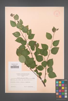 Betula pubescens [KOR 7339]