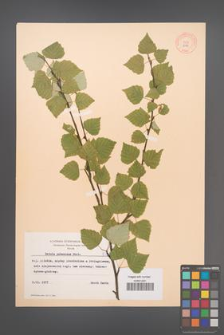 Betula pubescens [KOR 8136]