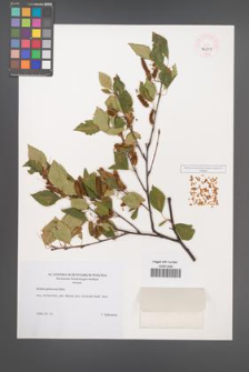 Betula pubescens [KOR 46243]