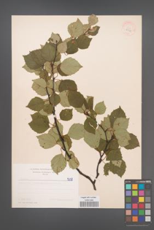 Betula pubescens [KOR 5338]