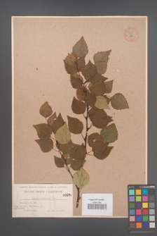 Betula pubescens [KOR 54300]
