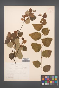Betula pubescens [KOR 3685]