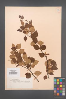 Betula pubescens [KOR 12220]