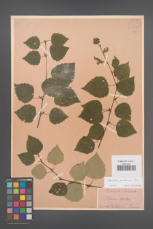 Betula pubescens [KOR 33812]