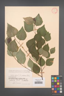 Betula pubescens [KOR 12088]