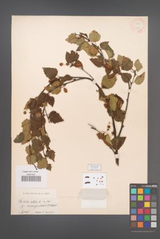 Betula pubescens [KOR 12091]