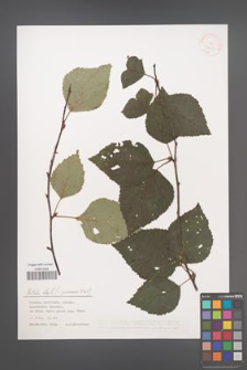 Betula pubescens [KOR 38653]