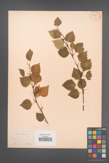 Betula pubescens [KOR 12089]