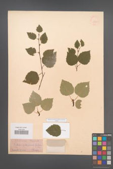 Betula pubescens [KOR 33855]