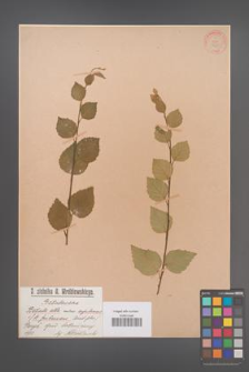 Betula pubescens [KOR 560]