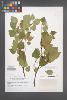 Betula pubescens [KOR 51538]