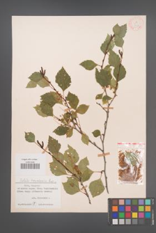 Betula tianschanica [KOR 12316]