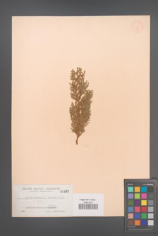Biota orientalis [KOR 465]