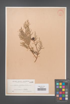 Biota orientalis [KOR 466]