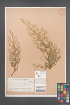 Biota orientalis [KOR 464]