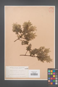 Biota orientalis [KOR 469]