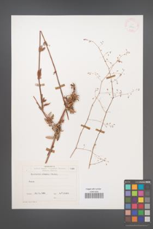 Boerhavia elegans [KOR 25734]
