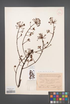 Brassaiopsis glomerulata [KOR 42921]