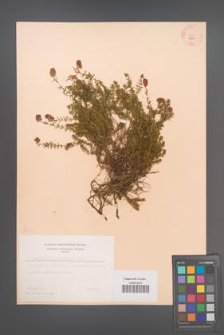 Bruckenthalia spiculifolia [KOR 12305]