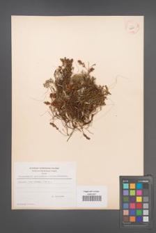 Bruckenthalia spiculifolia [KOR 12311]