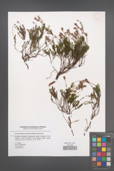 Bruckenthalia spiculifolia [KOR 43671]