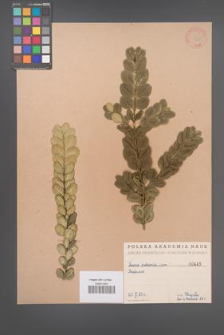 Buxus balearica [KOR 445]
