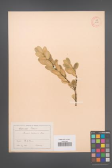 Buxus balearica [KOR 12339]