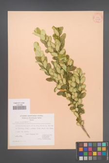 Buxus sempervirens [KOR 21201]