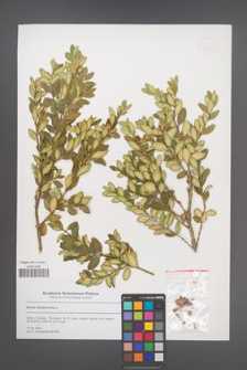 Buxus sempervirens [KOR 53104]